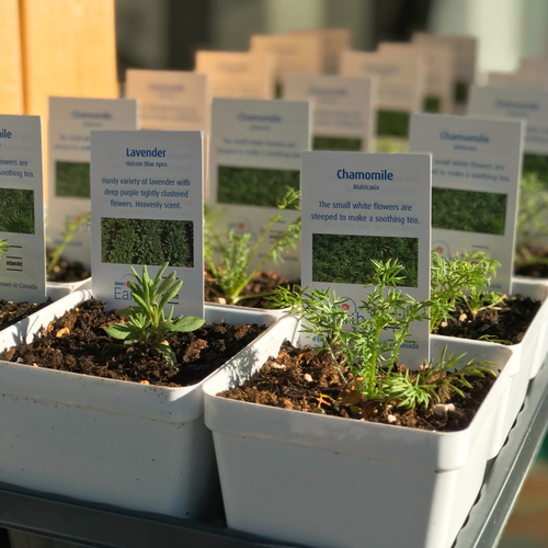 Herb Seedling Gift from BMO